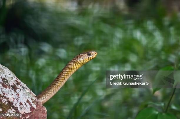 rat snake - rat snake stock pictures, royalty-free photos & images