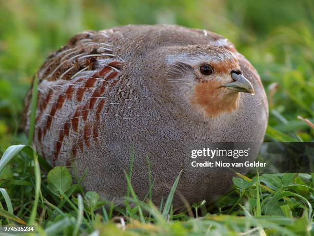 Hunger Partridge 430 Hungarian Partridge Stock Photos, High-Res Pictures, and Images ...
