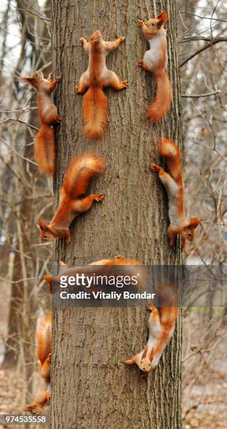 squirrels on tree - eekhoorn stockfoto's en -beelden