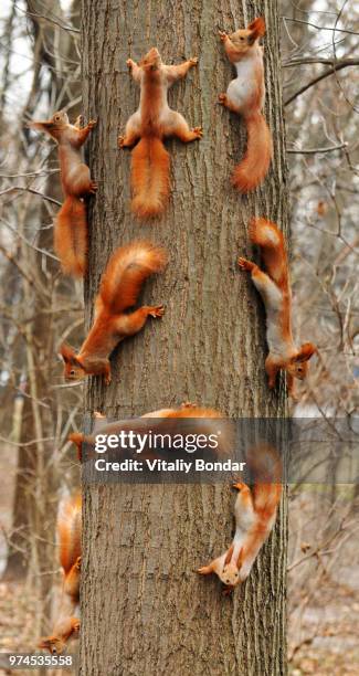 squirrels on tree - group of animals stock pictures, royalty-free photos & images