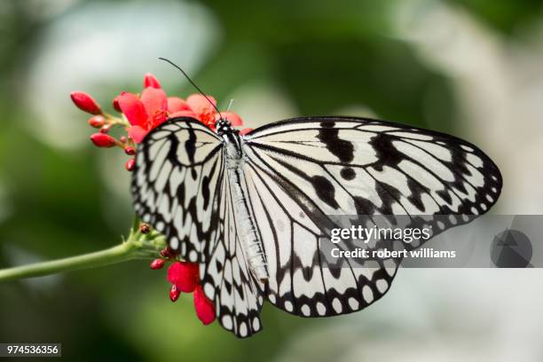 paper kite butterfly - paper kite butterfly stock pictures, royalty-free photos & images