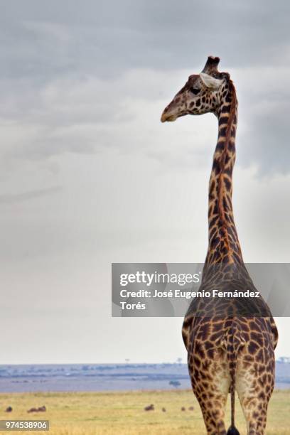 giraffe / jirafa - jirafa stock-fotos und bilder