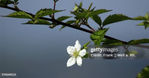 brombeere - brombeere stock pictures, royalty-free photos & images