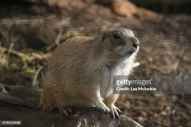 groundhog - rock hyrax stock pictures, royalty-free photos & images