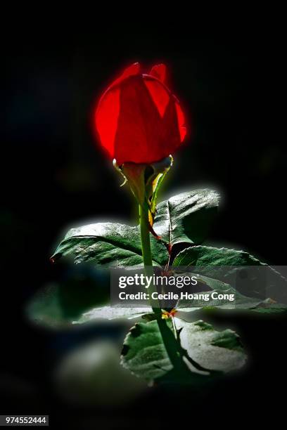 Deepest Red Roses 327 Deep Red Rose Stock Photos, High-Res Pictures, and Images - Getty ...