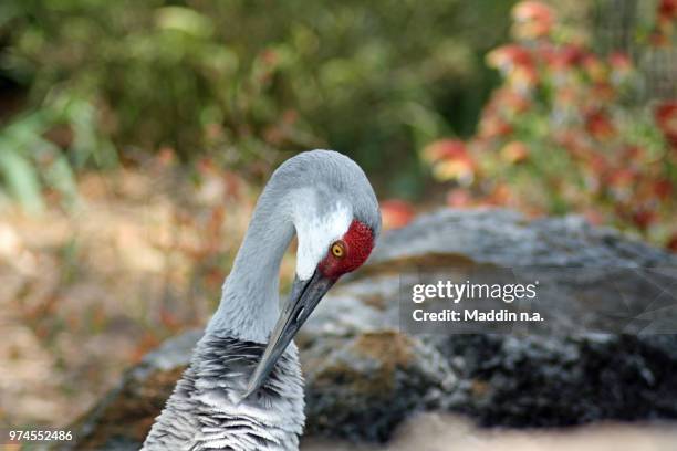 sandhill crane (grus canadensis) - grus rubicunda stock pictures, royalty-free photos & images