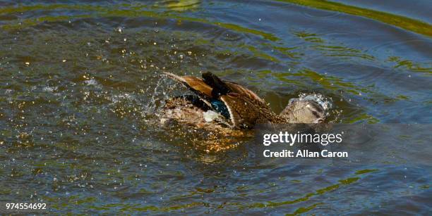 plongeon du colvert - plongeon stock-fotos und bilder