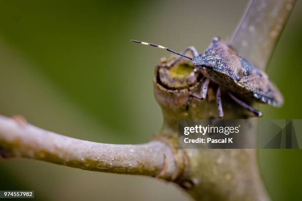 Pascal Bug 2,278 Pascal Garden Stock Photos, High-Res Pictures, and Images - Getty ...