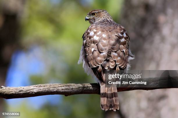 coopers hawk - coopers hawk stock pictures, royalty-free photos & images