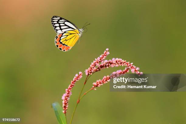 Common Jezebel High-Res Stock Photo