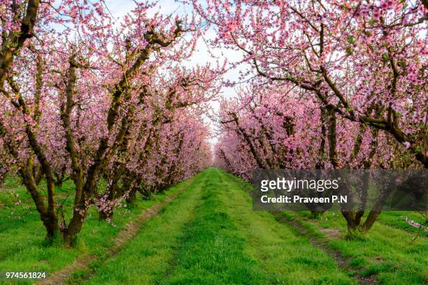 peach blossoms in a farm in fresno - peach blossom photos et images de collection