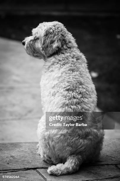 abby - barba stock pictures, royalty-free photos & images