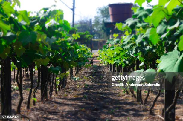 cultivo da videira - jundiai - sp - cultivo stock pictures, royalty-free photos & images