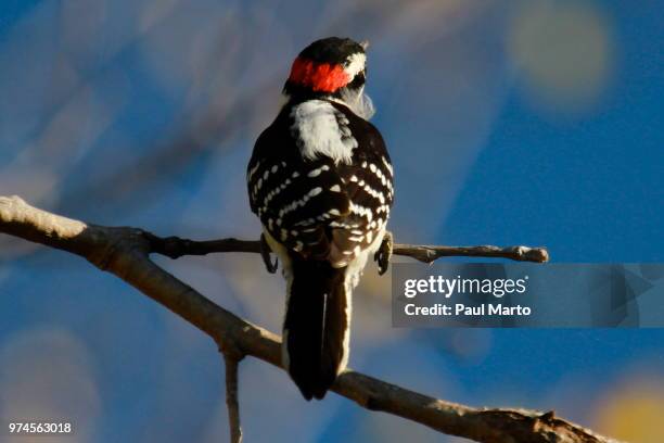 nuttall's woodpecker - nuttall stock pictures, royalty-free photos & images