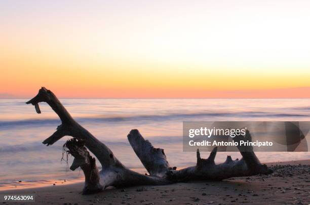 ... tramonto di un albero! - albero stock pictures, royalty-free photos & images