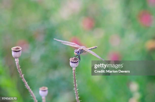 dragonfly perching on plant, saint-remy-de-provence, bouches-du-rhone, france - bouches du rhone bildbanksfoton och bilder