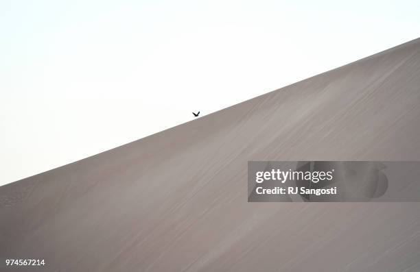 Hawk flies over a dune at the Great Sand Dunes National Park on June 11, 2018 near Alamosa, Colorado.