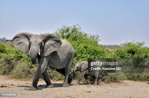 mother and baby elephants (loxodonta africana), okavango delta, botswana - baby elephant walking photos et images de collection