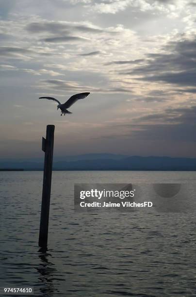 gaviota cansada - gaivota stock pictures, royalty-free photos & images