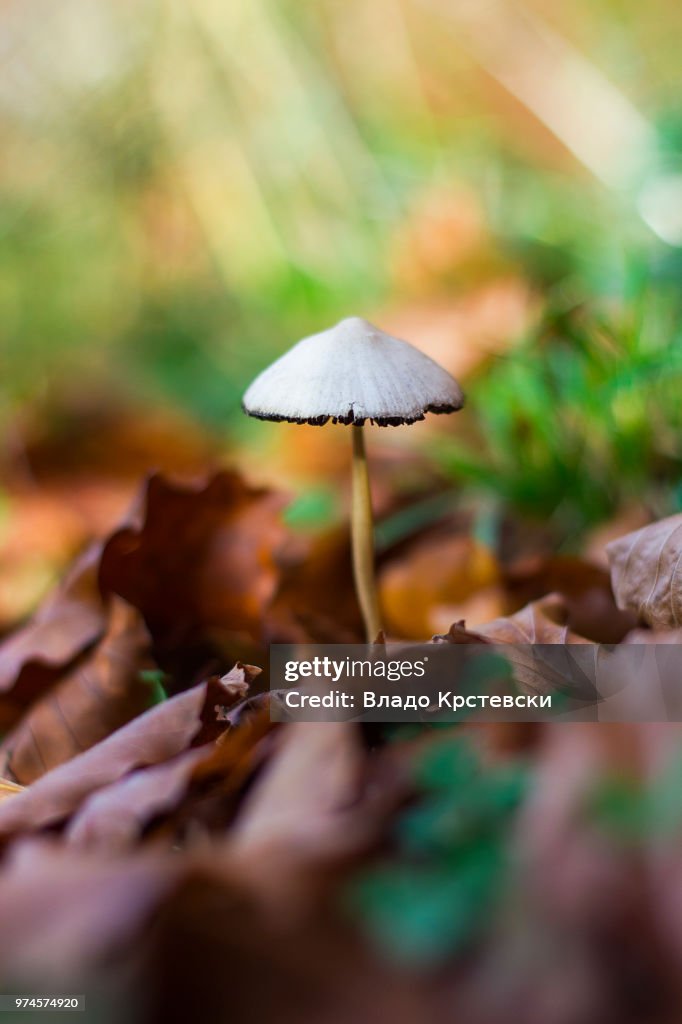 Mushroom