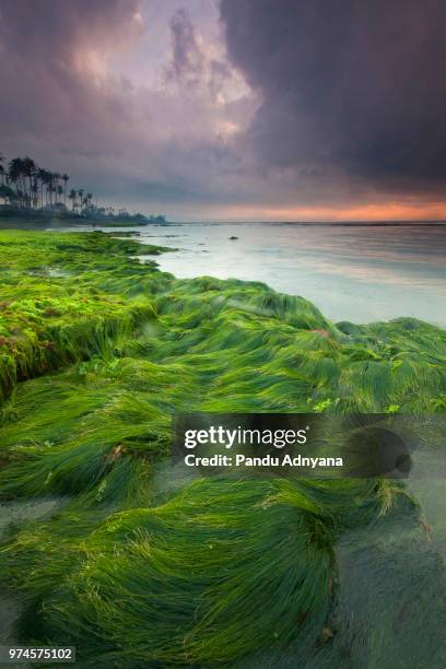 seagrass on beach, bali, indonesia - sea grass material stock pictures, royalty-free photos & images