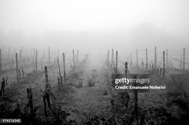 nebbia nel vigneto - vigneto photos et images de collection