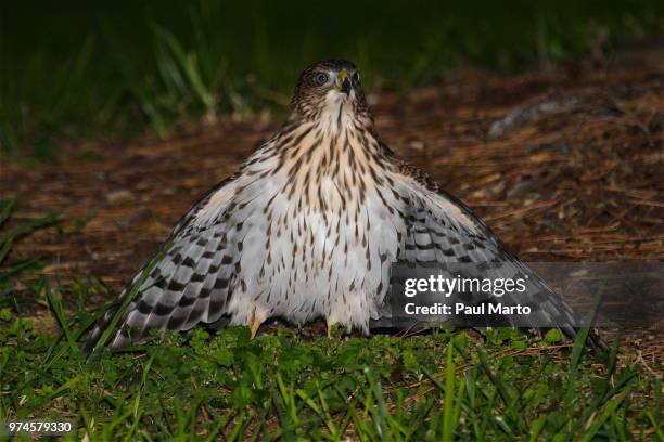 protecting his kill - hawk protecting stock-fotos und bilder