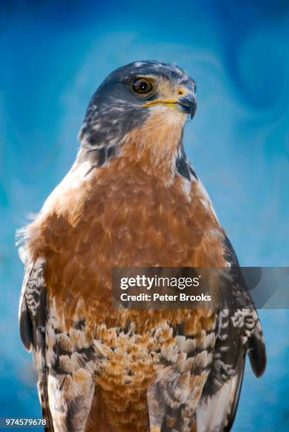 jackal buzzard portrait - jackal buzzard stock pictures, royalty-free photos & images