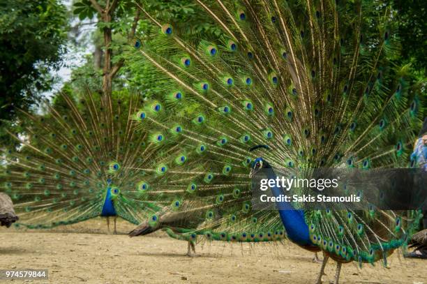 peacock - pfauenhenne stock-fotos und bilder