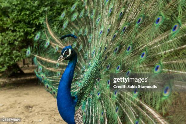 peacock - pfauenhenne stock-fotos und bilder