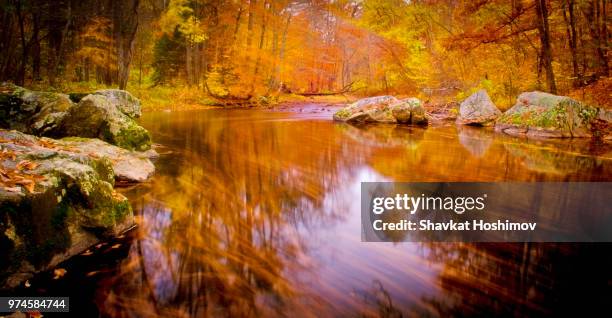 trees reflecting in river, pennsylvania, usa - shavkat stock-fotos und bilder