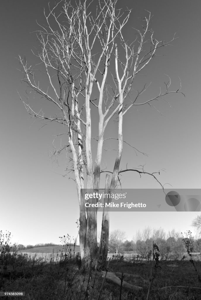 Naked Tree