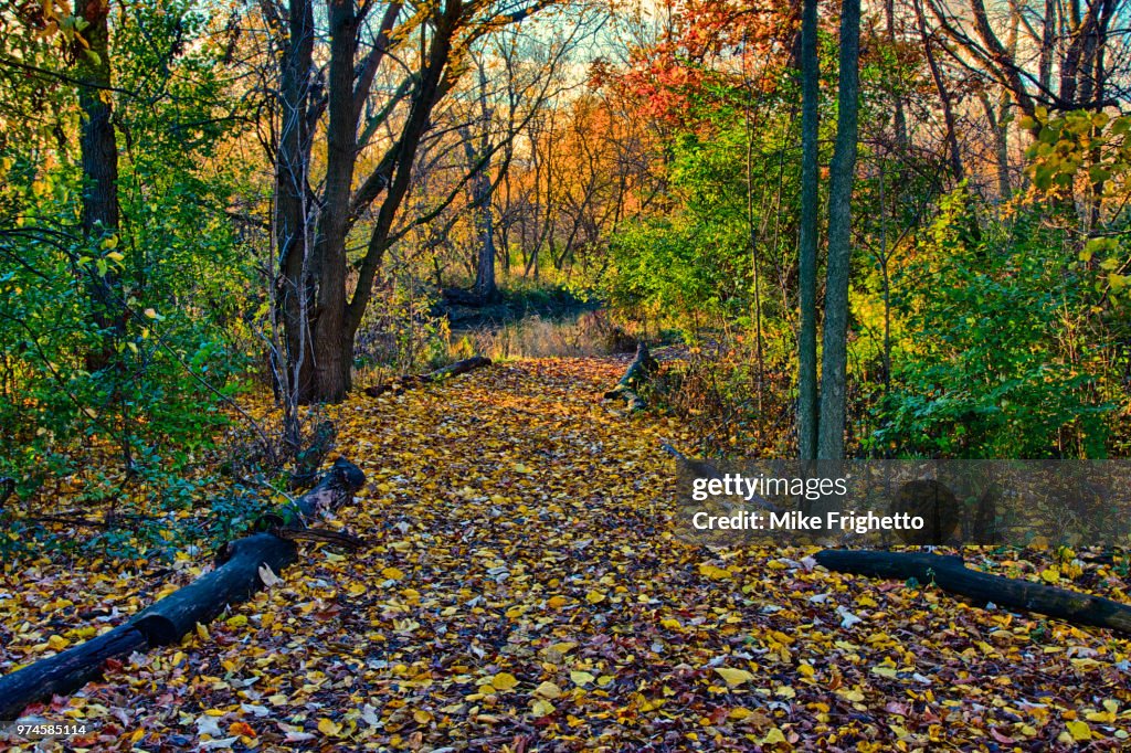 Path of Leaves