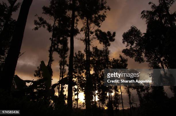 coorg early mornings - coorg india stock pictures, royalty-free photos & images