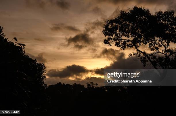 coorg mornings - coorg stock pictures, royalty-free photos & images