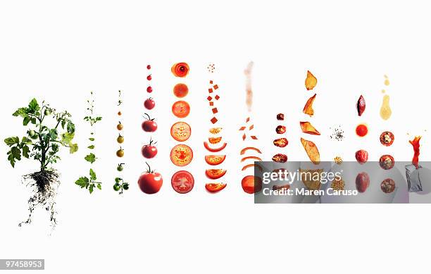 tomato dissection: from plant to ketchup. - plant de tomate bildbanksfoton och bilder