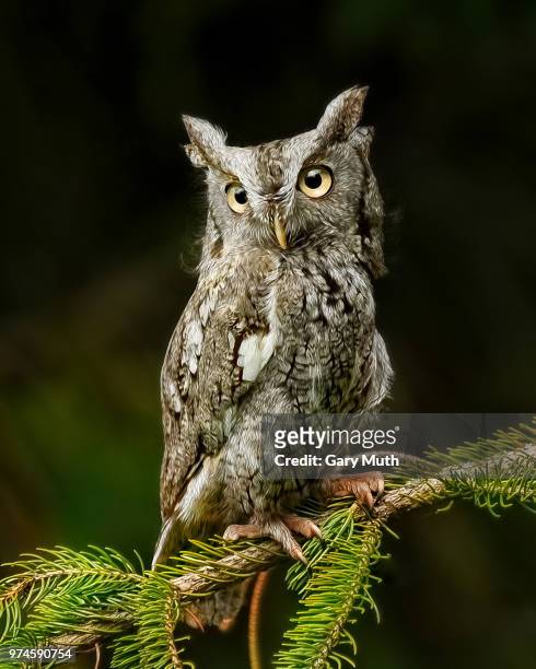 screech owl perched - assiolo americano foto e immagini stock