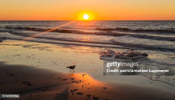 seagull on beach at sunset, hilton head, south carolina, usa - carolina beach stock pictures, royalty-free photos & images