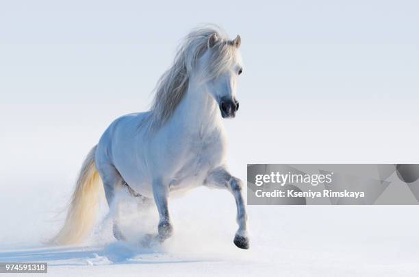 gray welsh pony - welsh pony stock pictures, royalty-free photos & images