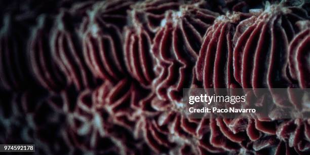 cake - mushroom coral stock pictures, royalty-free photos & images