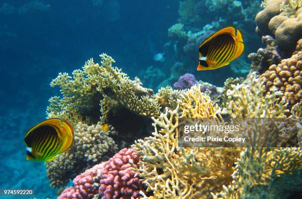 yellow and black butterfly fish in egypt 2012 3 - raccoon butterflyfish stock pictures, royalty-free photos & images