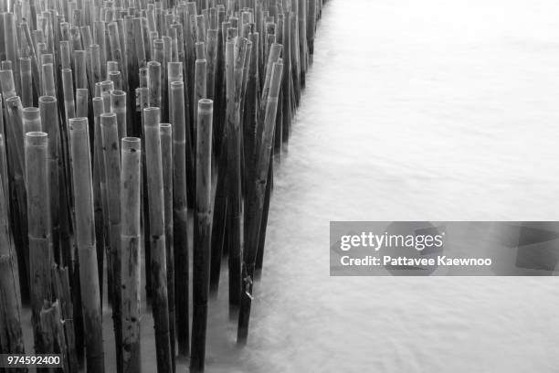 black bamboo :d - black bamboo stock pictures, royalty-free photos & images