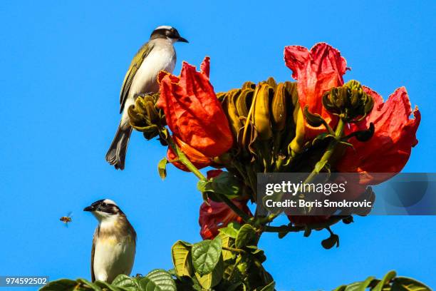 the bulbuls and the bee - bulbuls stock pictures, royalty-free photos & images