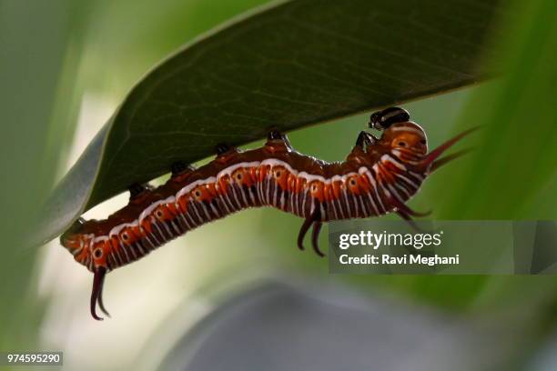 caterpillar of common crow butterfly - snipefish stock pictures, royalty-free photos & images