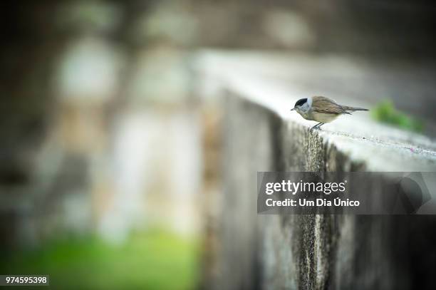 bird - um animal stock pictures, royalty-free photos & images