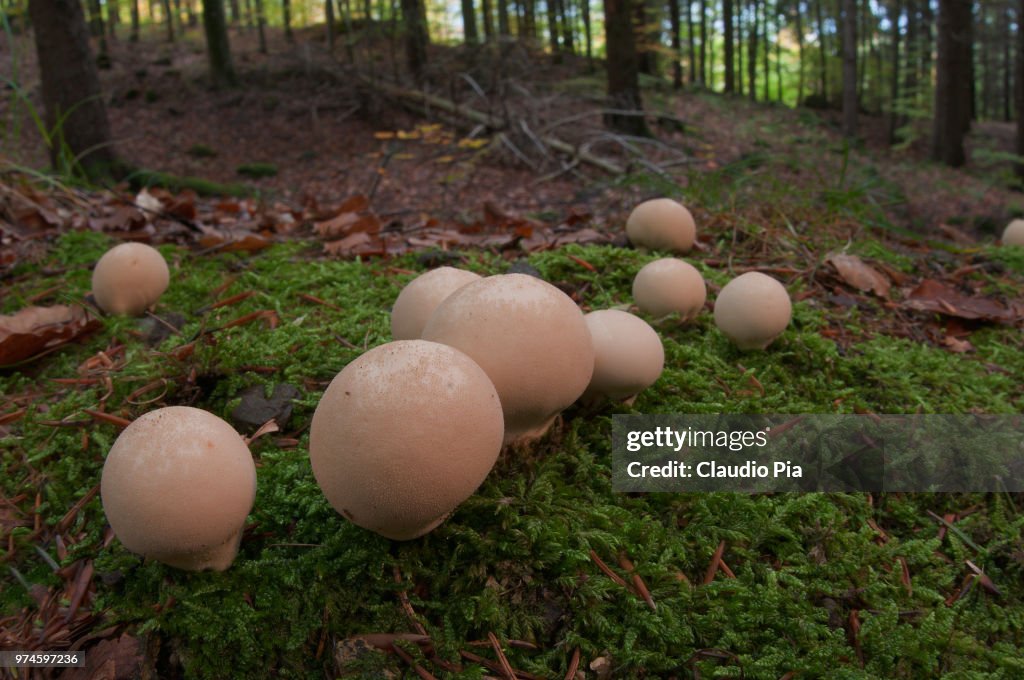 Mushrooms Lycoperdon sp