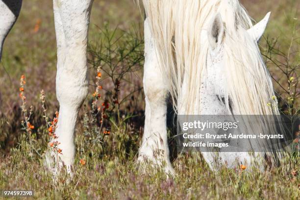 grazing horse - great basin fotografías e imágenes de stock