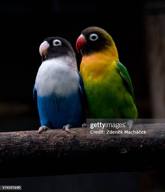 colorful brothers - grenadine stock pictures, royalty-free photos & images