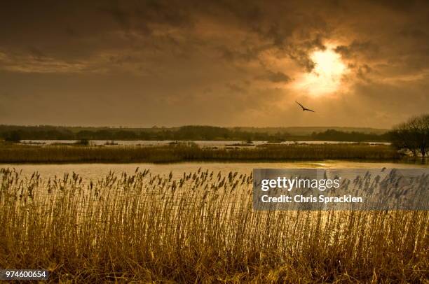 Shepswick 123 Shapwick Stock Photos, High-Res Pictures, and Images - Getty Images