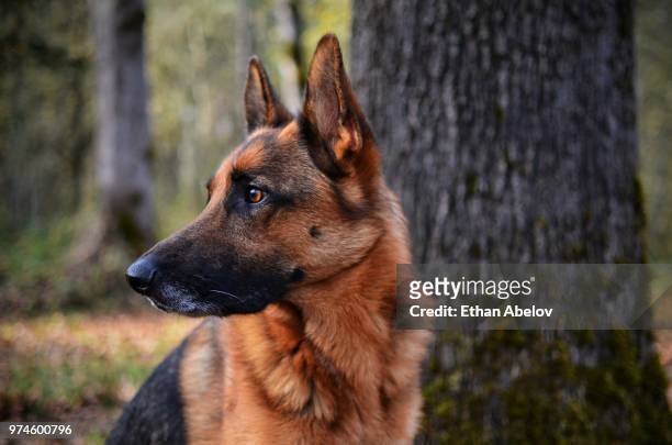 river - cão pastor alemão imagens e fotografias de stock